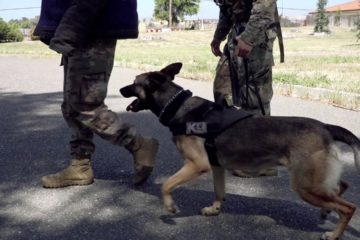 When a Military Working Dog Tells Her Story
