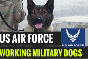 US Airmen with Military Working Dogs