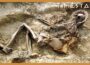 Fragile Clues To Identity Of Lost WW1 Soldiers That History Forgot